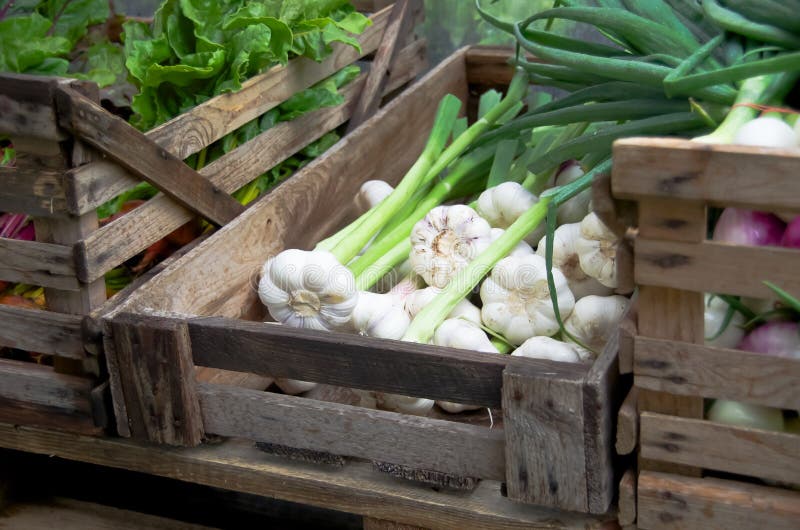 Harvest of fresh garlic for sail on farmers market. Harvest of fresh garlic for sail on farmers market.
