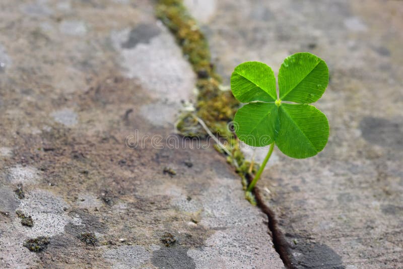 Four leaf clover growing in a split between stones, symbol for luck and fortune, concept power of nature, closeup with copy space, selected focus, narrow depth of field. Four leaf clover growing in a split between stones, symbol for luck and fortune, concept power of nature, closeup with copy space, selected focus, narrow depth of field