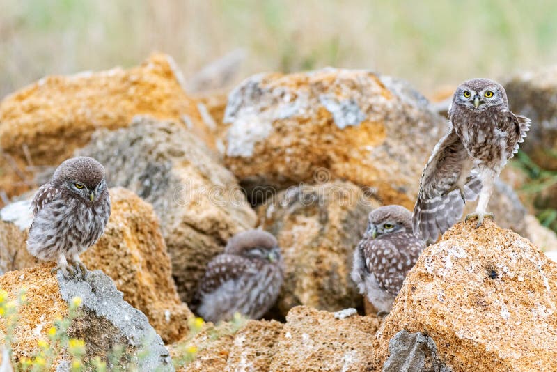 Four young little owl Athene noctua standing on a stone near their burrows. Four young little owl Athene noctua standing on a stone near their burrows.