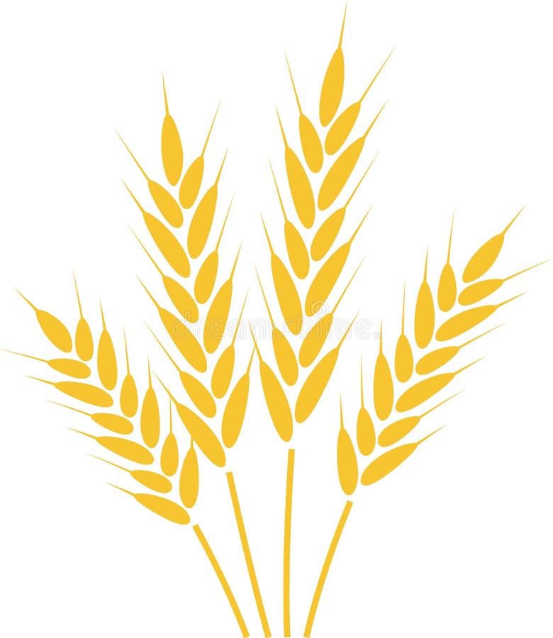 Cztery pszenne łodygi z dojrzałymi ziarenkami tworzącymi bukiet przedstawiane są w minimalistycznej ilustracji idealnej dla royalty ilustracja