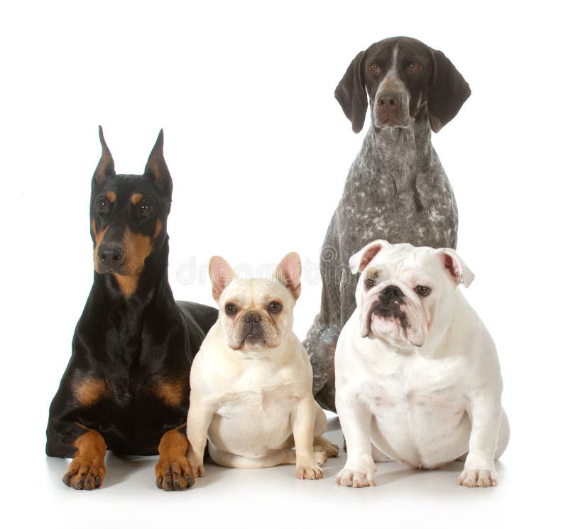 Cztery różnego purebred psa zdjęcia royalty free Cztery różnego purebred psa zdjęcia royalty free