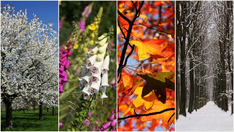 Composite image of the four seasons. Composite image of the four seasons