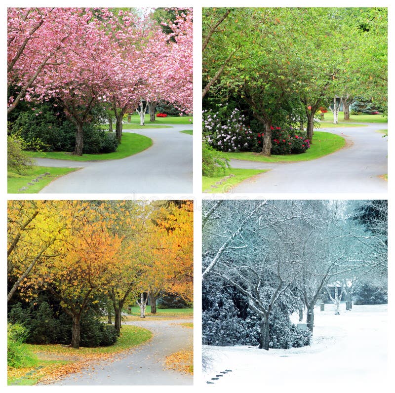 Four seasons photographed from the exact same location on a cherry tree lined street in Canada. Spring, Summer, Autumn and winter. Four seasons photographed from the exact same location on a cherry tree lined street in Canada. Spring, Summer, Autumn and winter.