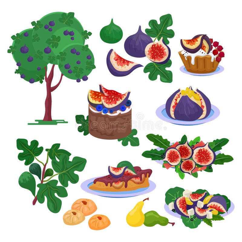Czupirzy wektorowego świeżego fruity jedzenie i dojrzałych fig zdrową organicznie słodką deserową ilustracyjną świeżość ustawiają royalty ilustracja Czupirzy wektorowego świeżego fruity jedzenie i dojrzałych fig zdrową organicznie słodką deserową ilustracyjną świeżość ustawiają royalty ilustracja