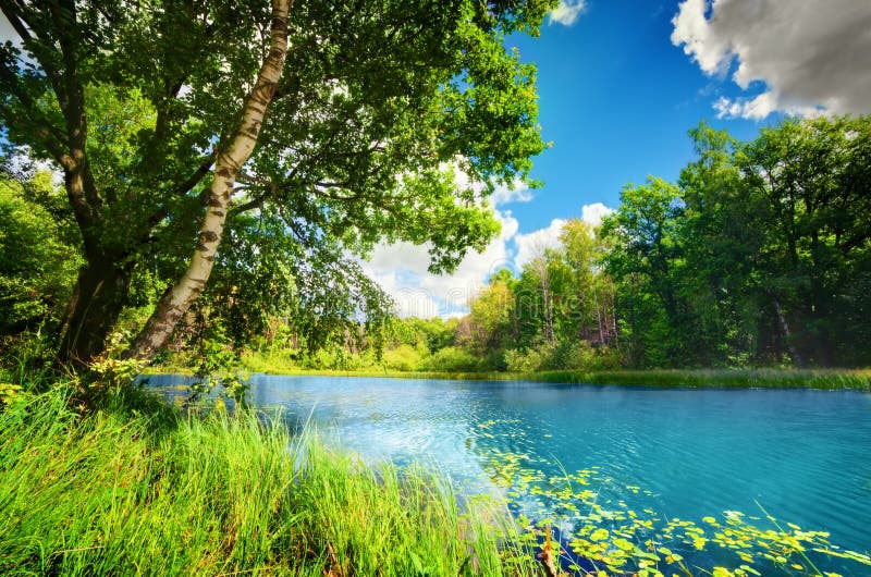 Czyści jezioro w zielonym wiosny lata lesie