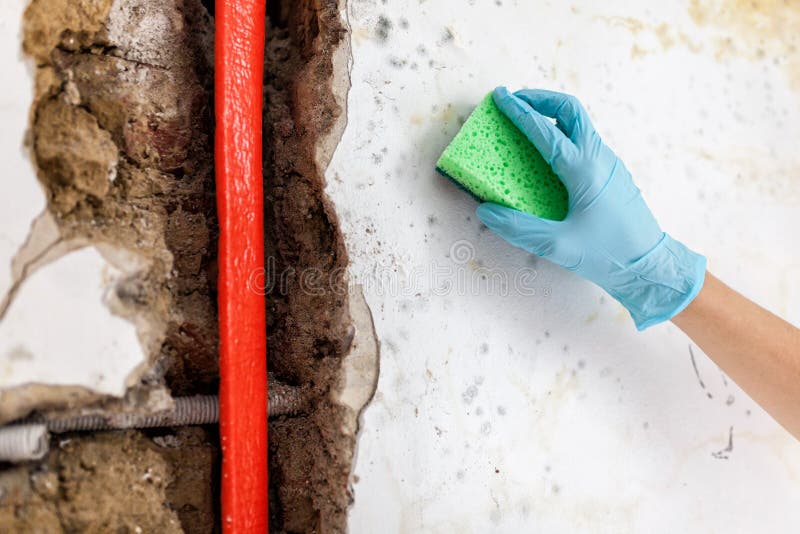 Cleaning up dangerous fungus from a wet wall after water pipe leak at home. Cleaning up dangerous fungus from a wet wall after water pipe leak at home