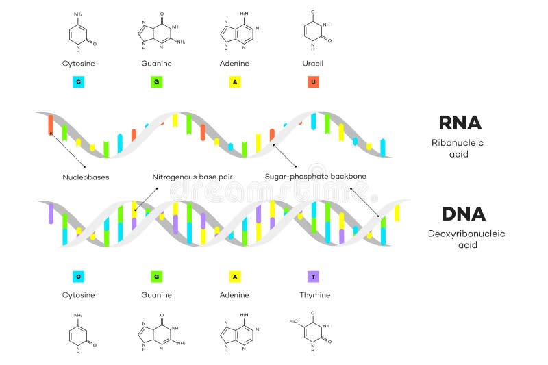 Cząsteczkowa struktura DNA i RNA Infographic Edukacyjna Wektorowa ilustracja