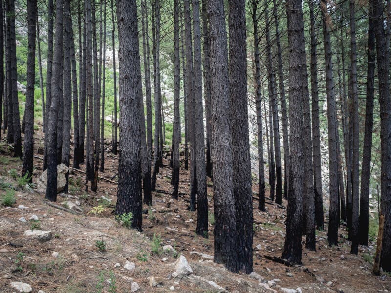 Częściowo spalone drzewa po pożarach lasów