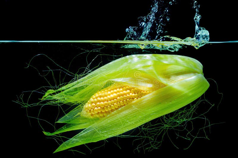 Close-up of a semi-husked sweet corn cob dropped underwater with splashes on black. Close-up of a semi-husked sweet corn cob dropped underwater with splashes on black