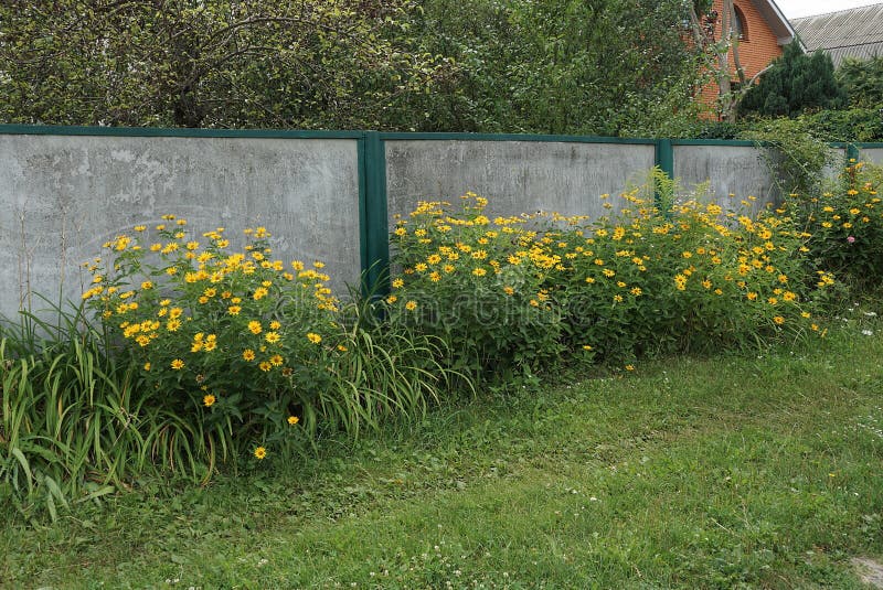 Część muru z betonu szarego ogrodzenia w zielonej trawie. Część muru brukowego ogrodzenia w zielonej trawie i żółtych kwiatach