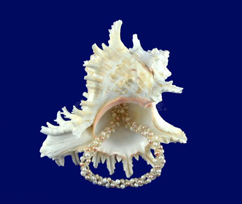 Collar del Seashell y de la perla fotos de archivo Collar del Seashell y de la perla fotos de archivo