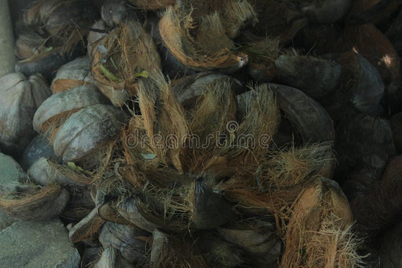 coconut husk ready for the chips production. Coconut husks are chipped into small sized chips called Coco Chips. Coco Chips are added to potting soil or mixed with Coco Peat to regulate the aeration of growing medium and maintain the ideal air to moisture ratio for the plant roots. coconut husk ready for the chips production. Coconut husks are chipped into small sized chips called Coco Chips. Coco Chips are added to potting soil or mixed with Coco Peat to regulate the aeration of growing medium and maintain the ideal air to moisture ratio for the plant roots.