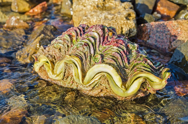 Cáscara de la almeja gigante del Tridacna en la playa imágenes de archivo libres de regalías Cáscara de la almeja gigante del Tridacna en la playa imágenes de archivo libres de regalías