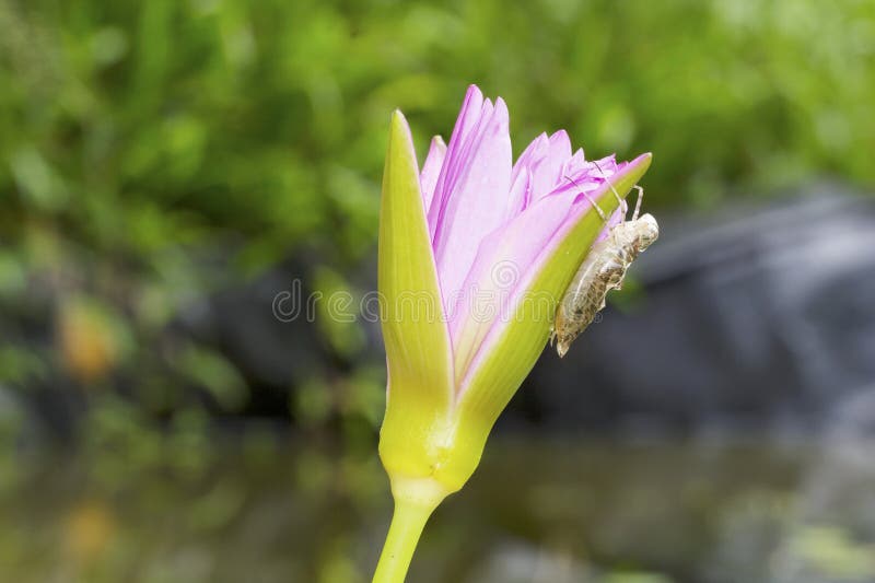 Cáscara de la ninfa de la libélula en la flor de loto fotografía de archivo libre de regalías Cáscara de la ninfa de la libélula en la flor de loto fotografía de archivo libre de regalías