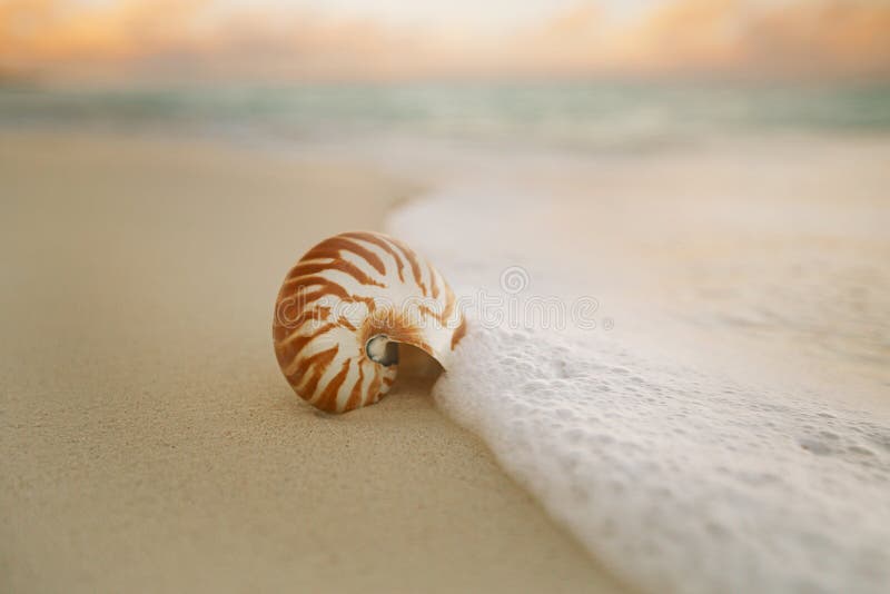 Cáscara del mar del nautilus en ight suave de la salida del sol de la playa fotografía de archivo Cáscara del mar del nautilus en ight suave de la salida del sol de la playa fotografía de archivo