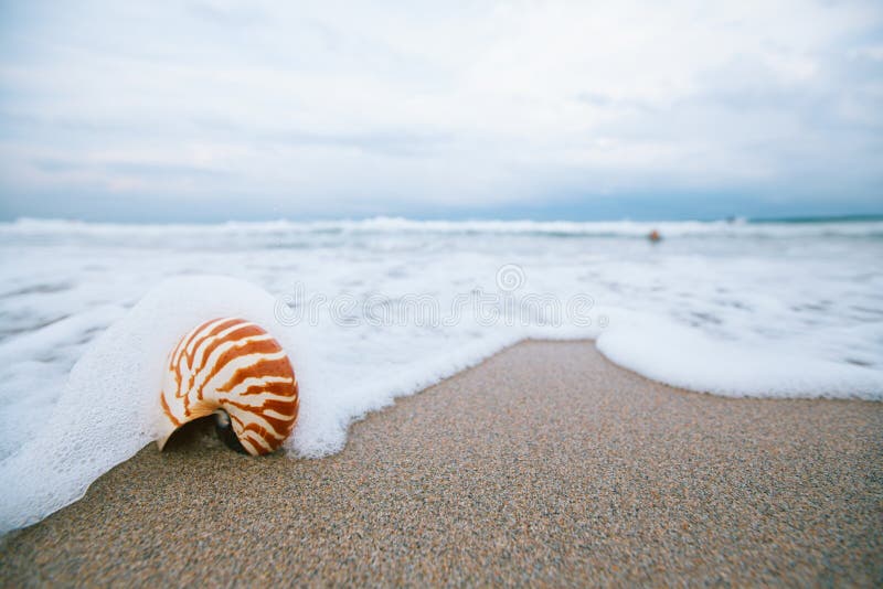 Cáscara del nautilus con la onda del mar, playa de la Florida bajo ligh del sol imágenes de archivo libres de regalías Cáscara del nautilus con la onda del mar, playa de la Florida bajo ligh del sol imágenes de archivo libres de regalías