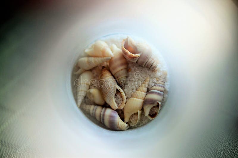 Cáscaras foto de archivo