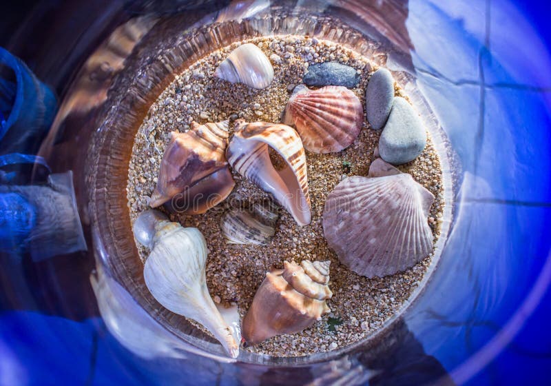 Cáscaras fotografía de archivo