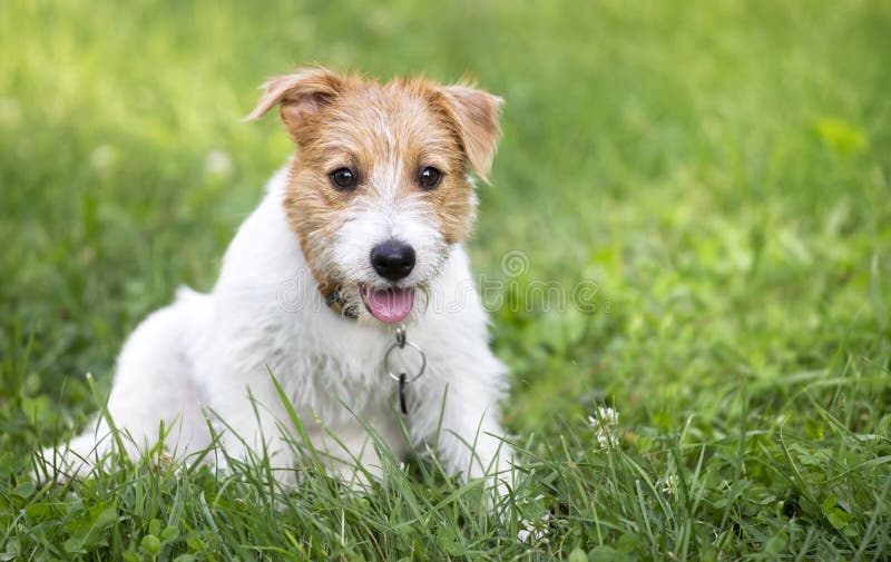 Câine amuzant fericit gâfâind într-o vară fierbinte stock photography