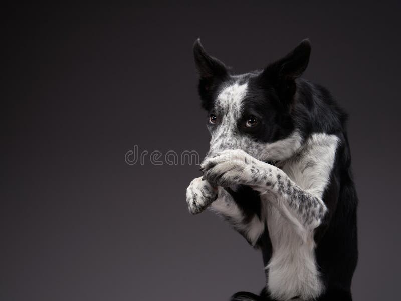 Câine amuzant. mufă pentru curba de coliziune a chenarului fericit. Câinele flutură labe. collie de graniță fericită pe un fond gri în studio. animal fericit