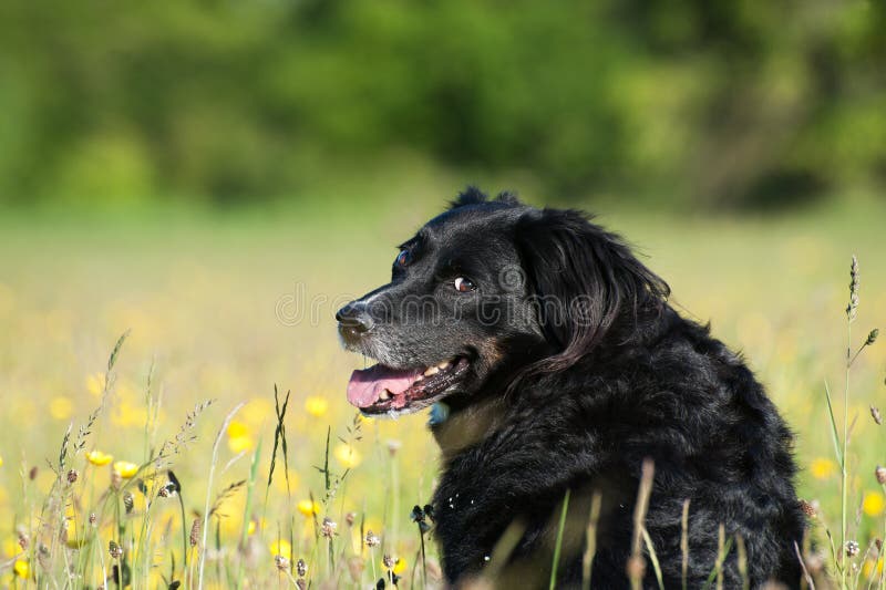 Câine așezat pe o iarbă verde stock image