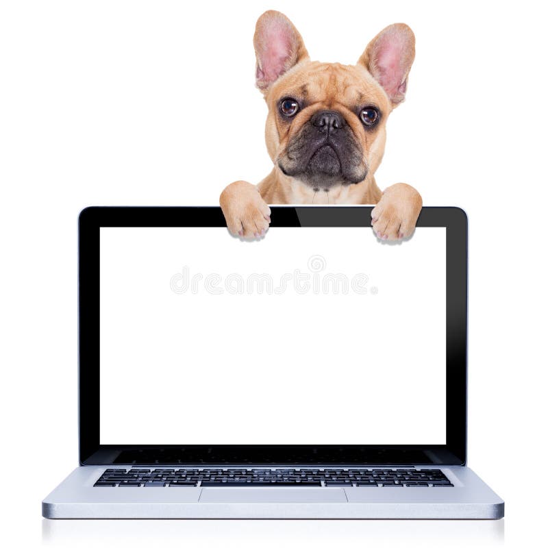 Câine computer royalty free stock photo
