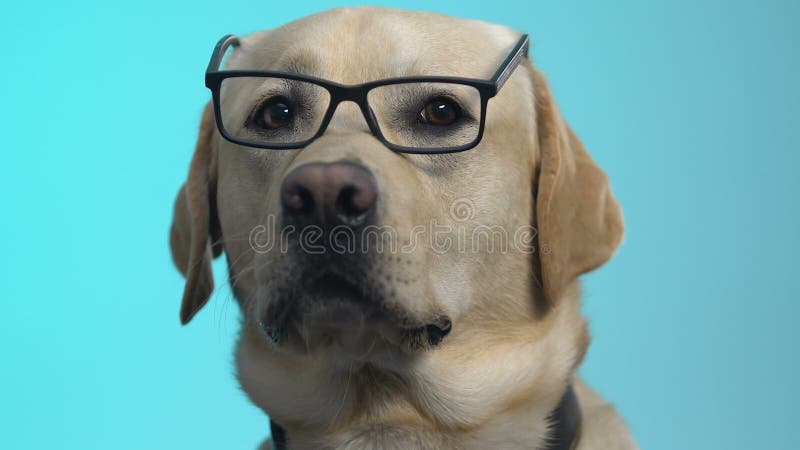 Câine de recuperare curios în ochelari de vedere închide afaceri Informații științifice stock video