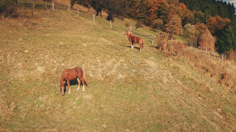 Câmara aérea de bebê olhando para o pasto. cavalos. paisagem natural outono