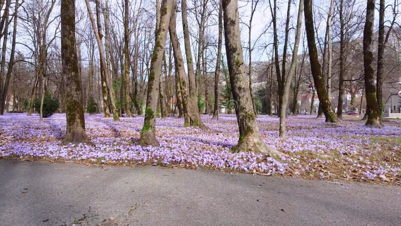 Câmera se move através de árvores no gramado do parque é espalhada por flores lilás, drones atirando