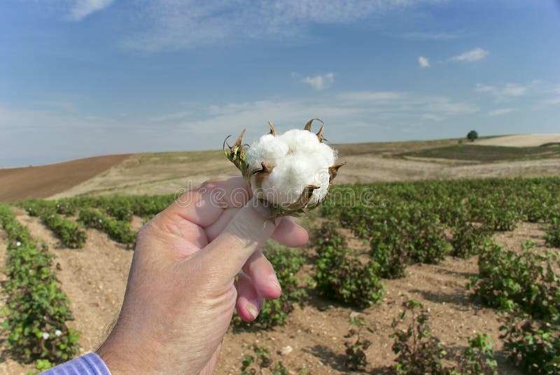 Câmp de bumbac stock photos