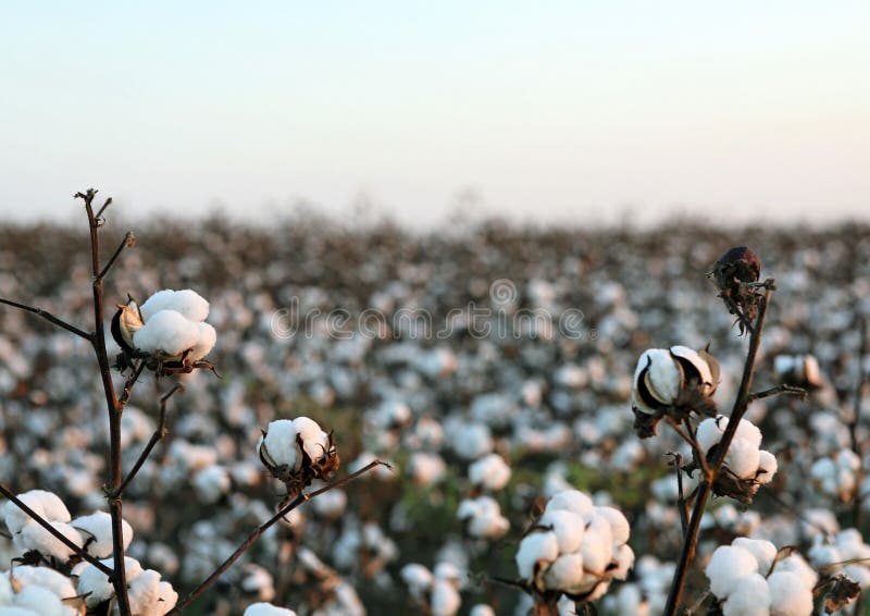 Câmp de Bumbac stock photos