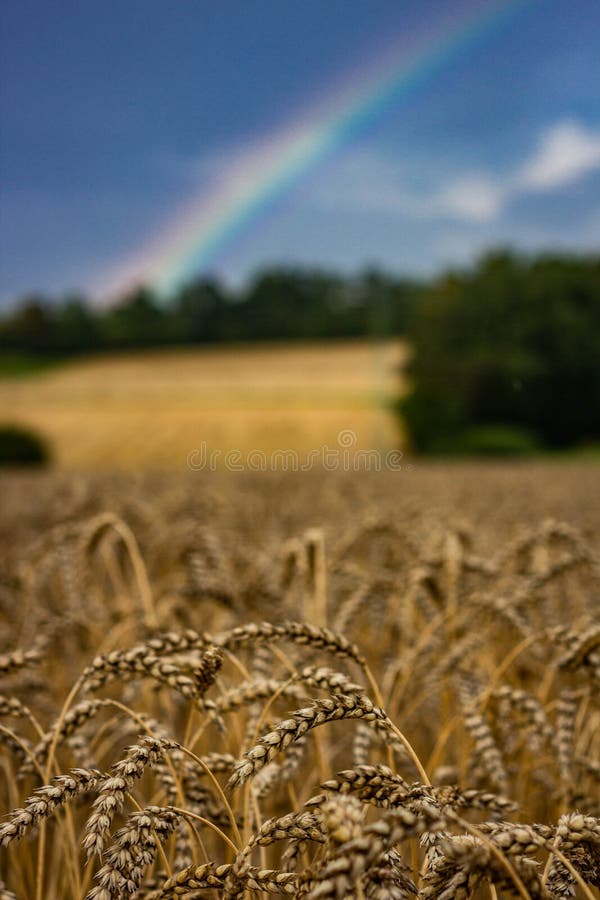 Câmp de grâu cu curcubeu pe fond. Câmp de grâu cu un curcubeu în fundal și un cer albastru este perfect pentru un banner