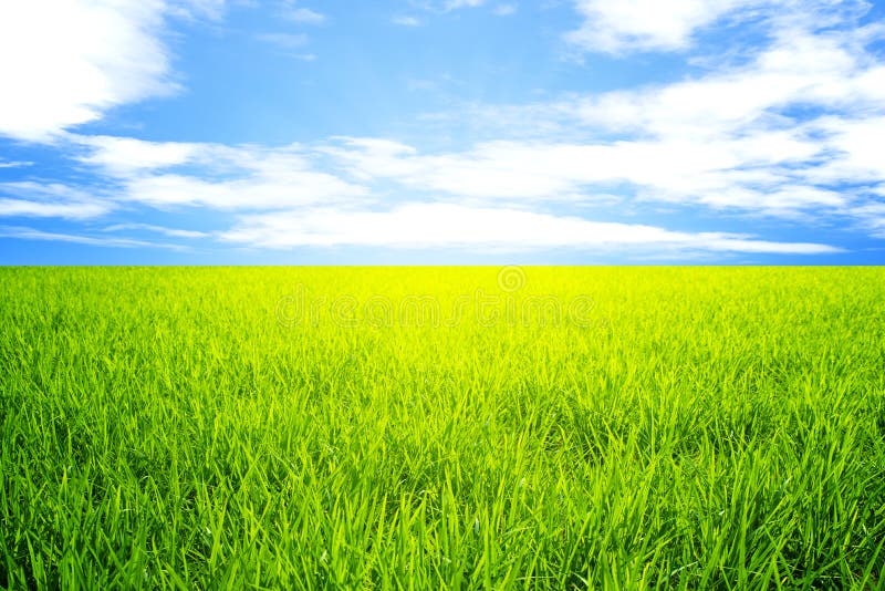 Câmp de orez verde iarbă verde cer vedere albastru royalty free stock photos
