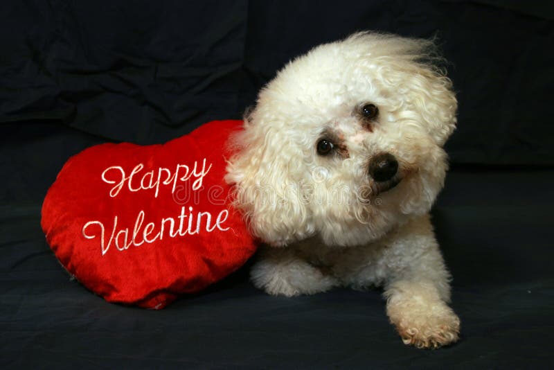 Beau Danger a Bichon Frise sits with his Happy Valentine Valentines Day Stuffed red heart while on a dark blue background. Beau Danger a Bichon Frise sits with his Happy Valentine Valentines Day Stuffed red heart while on a dark blue background