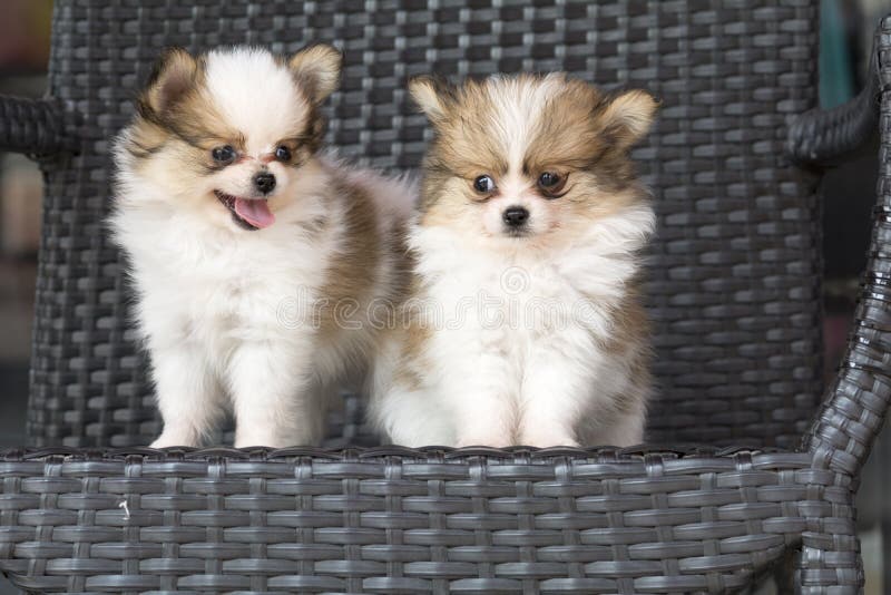 Cães bonitos da papoila do chihuehue dos pares do foco seletivo fotos de stock Cães bonitos da papoila do chihuehue dos pares do foco seletivo fotos de stock
