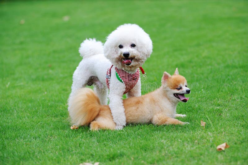 Cães de Bichon Frise e de Pomeranian