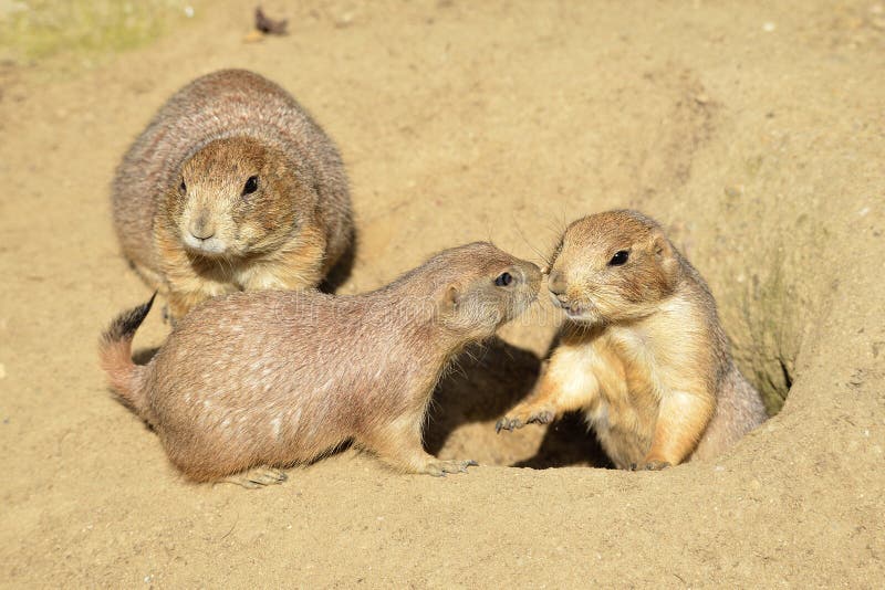 Cães-da-pradaria-de-cauda-preta imagens de stock royalty free