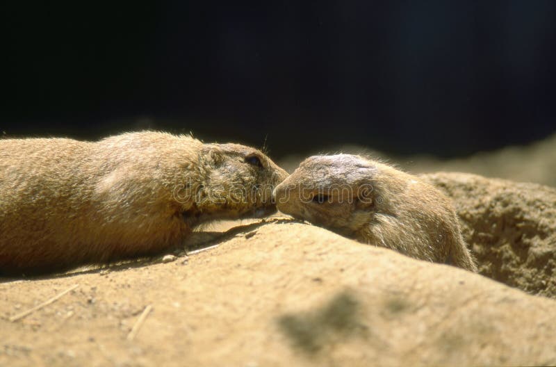 Cães-da-pradaria-de-cauda-preta (Cynomys ludovicianus) foto de stock