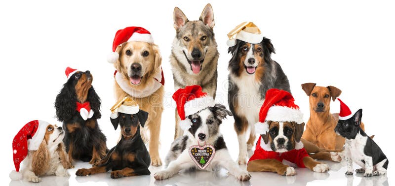 Cães do Natal Cães do Natal