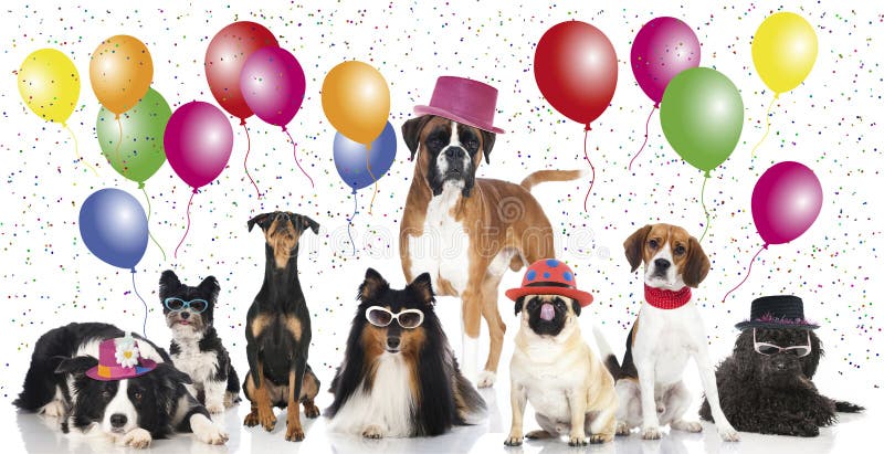Cães do partido imagem de stock royalty free Cães do partido imagem de stock royalty free
