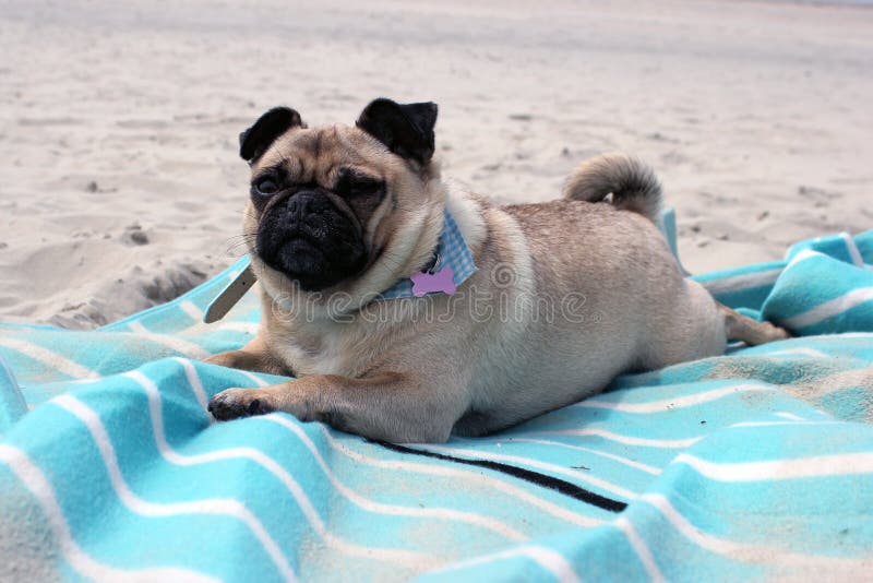 Cães do Pug sentados em uma paisagem da praia