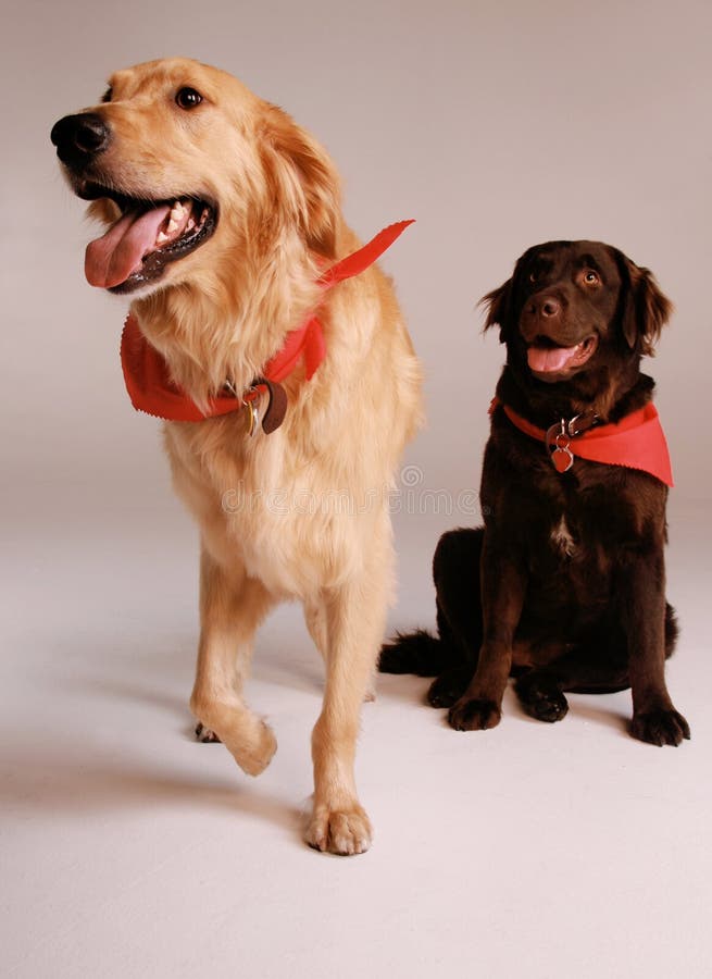 Cães do Retriever fotos de stock royalty free Cães do Retriever fotos de stock royalty free