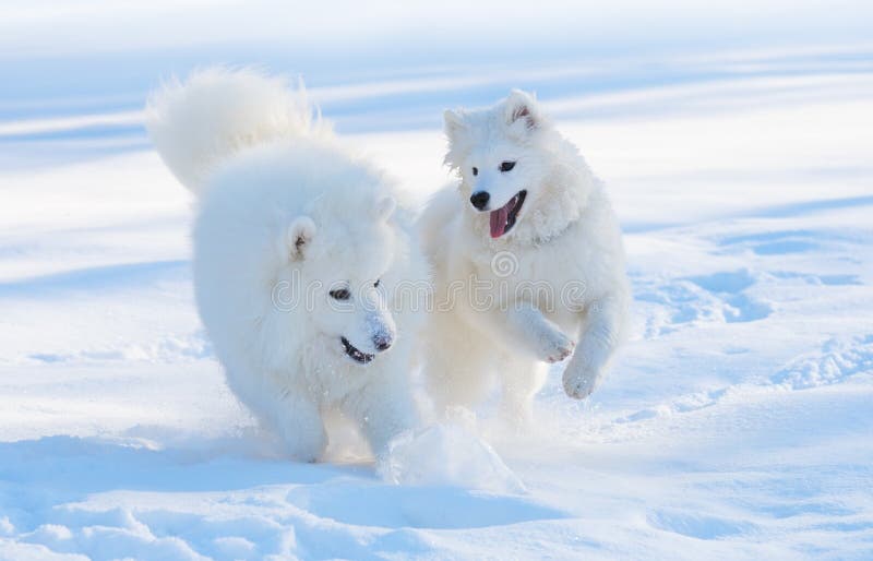 Cães do Samoyed foto de stock royalty free Cães do Samoyed foto de stock royalty free