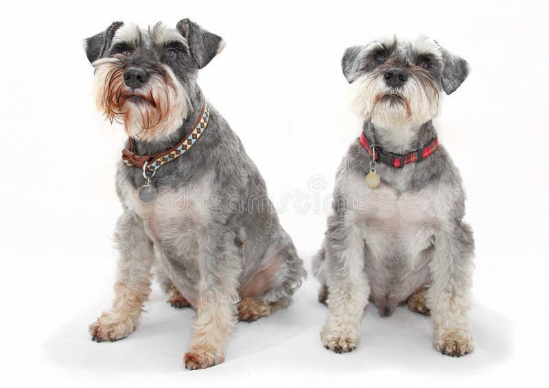 Cães do Schnauzer Cães do Schnauzer