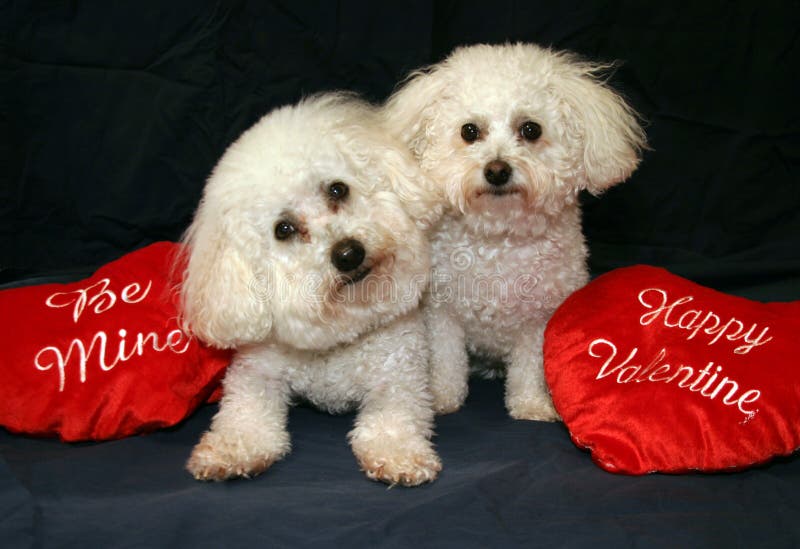 Beau and Fifi Danger both Bichon Frise's sit with their Be Mine and Happy Valeintine Valentines Day Stuffed red heart pillows while on a dark blue background. Beau and Fifi Danger both Bichon Frise's sit with their Be Mine and Happy Valeintine Valentines Day Stuffed red heart pillows while on a dark blue background