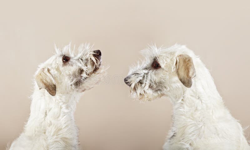 Double Irish wolfhound dogs looking to himself. Double Irish wolfhound dogs looking to himself