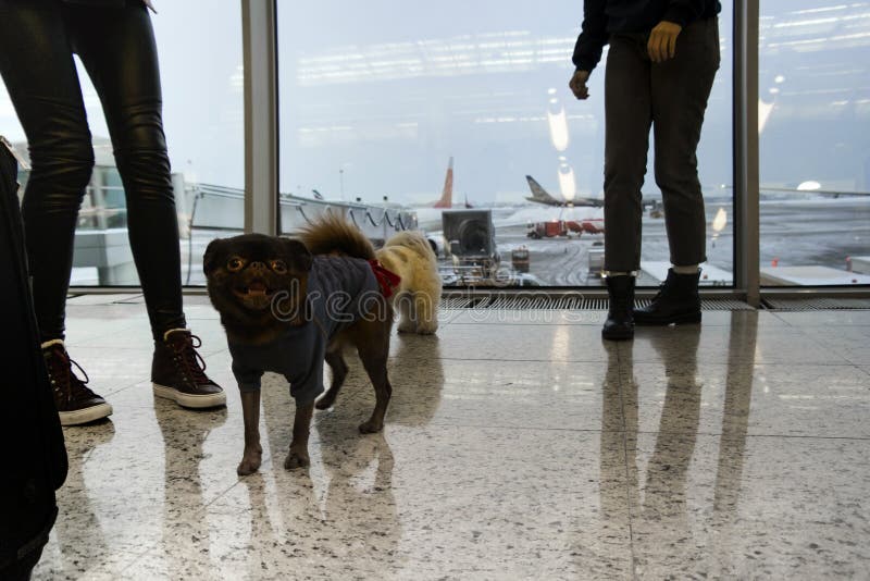Cães e povos no aeroporto fotos de stock Cães e povos no aeroporto fotos de stock