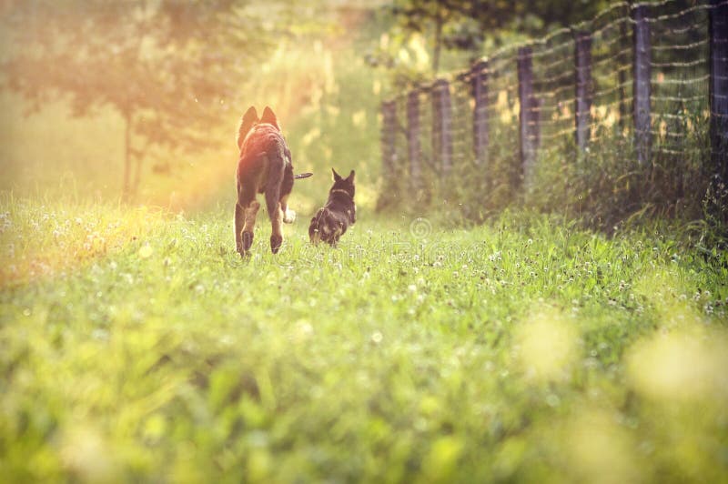 Cães correndo no campo fotografia de stock