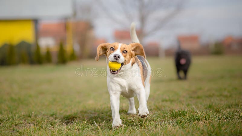 Cães que jogam com bola