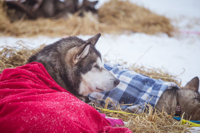 Cães roncos bonitos de Alaska que descansam durante uma raça de cão de trenó imagem de stock